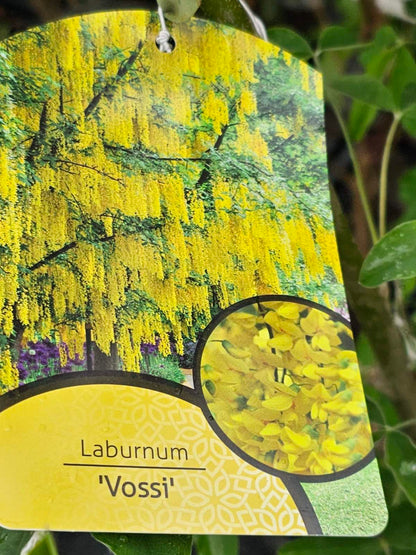 Pupmedis (Laburnum) 'Vossii'
