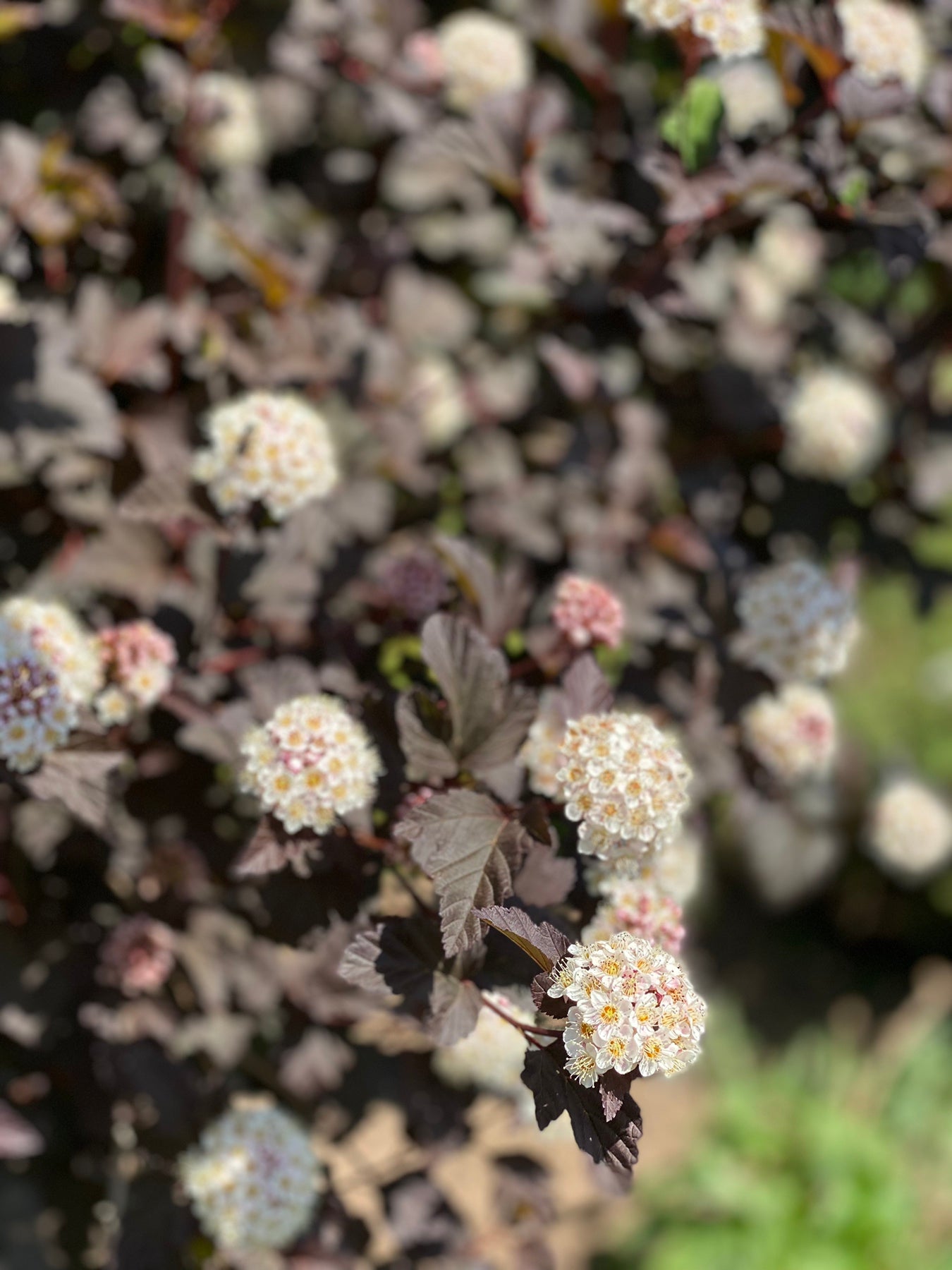 Pūslenis putinalapis (Physocarpus opulifolius) 'Red Baron'