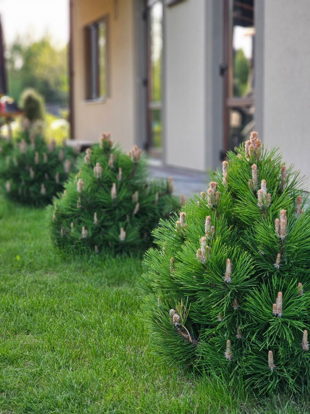 Pušis juodoji (Pinus nigra) 'Helga' – Gitanos medeliai