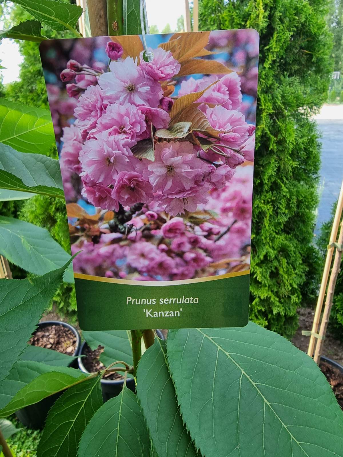Vyšnia smailiadantė (Prunus serrulata) 'Kanzan'