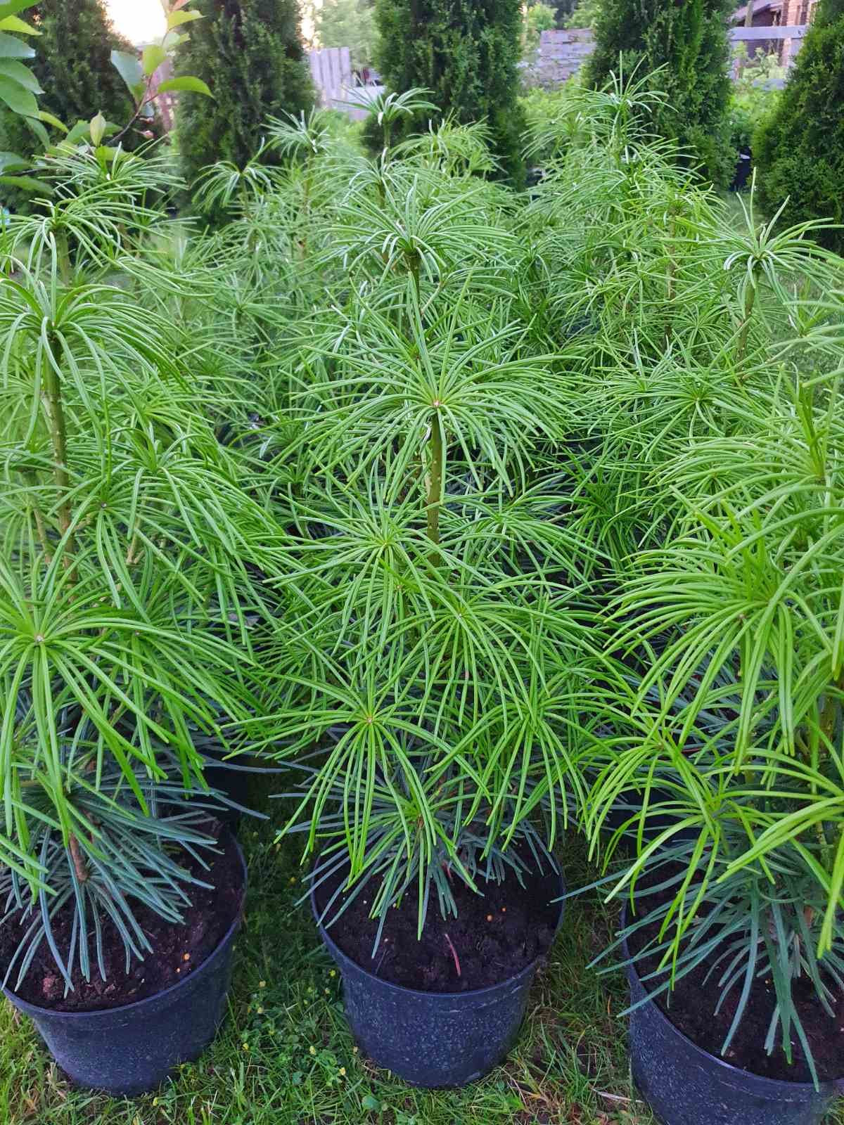 Skėtkėnis mentūrinis (Sciadopitys verticillata)