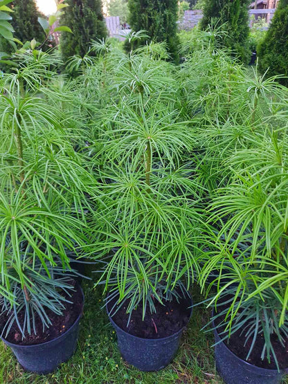 Skėtkėnis mentūrinis (Sciadopitys verticillata)
