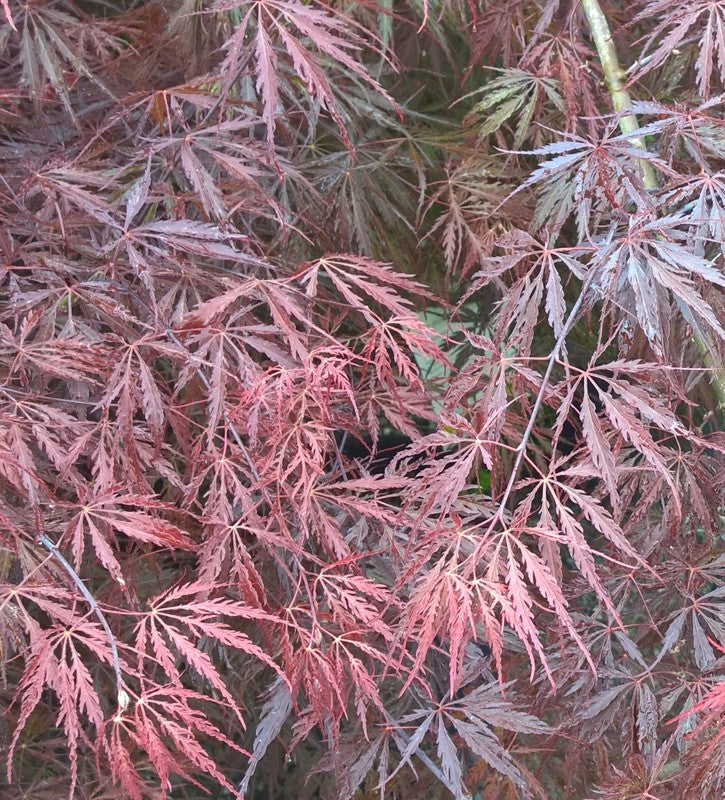 Klevas plaštakinis (Acer dissectum) 'Tamukeyama'