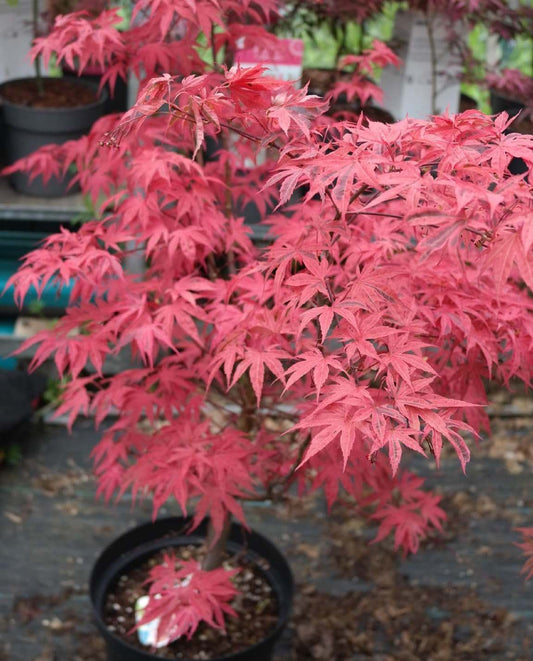 Klevas plaštakinis (Acer palmatum) 'Variegated Shirazz'