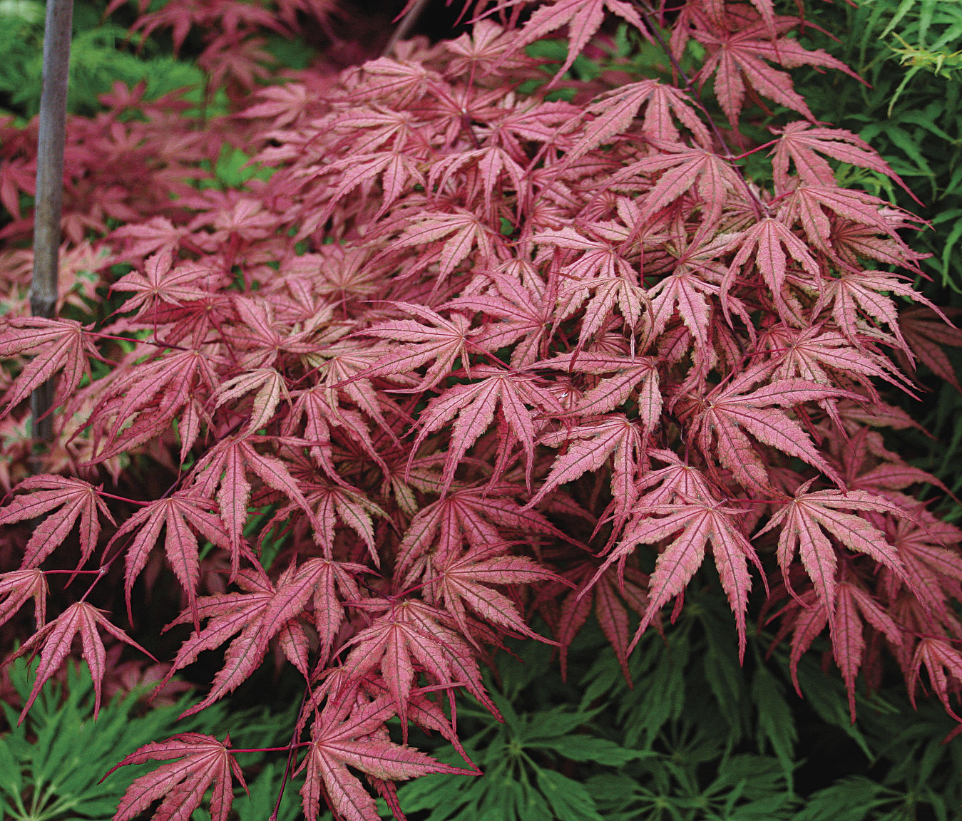 Klevas plaštakinis (Acer palmatum) 'Variegated Shirazz'