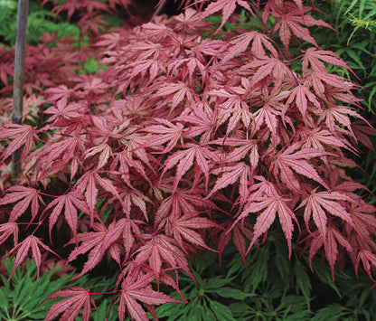 Klevas plaštakinis (Acer palmatum) 'Variegated Shirazz'