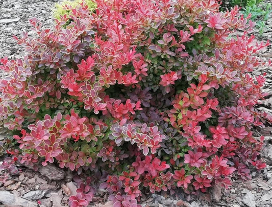 Raugerškis tunbergo (Berberis thunbergii) 'Coral'