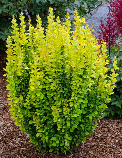 Raugerškis tunbergo (Berberis thunbergii) 'Golden Rocket'