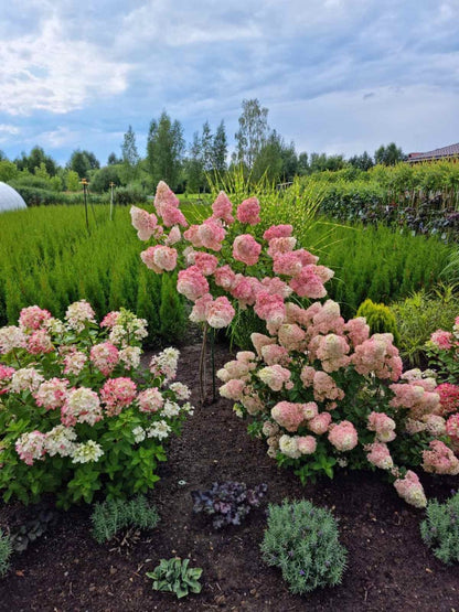 Stiebinė šluotelinė hortenzija (Hydrangea paniculata) 'Vanille Fraise' Pa
