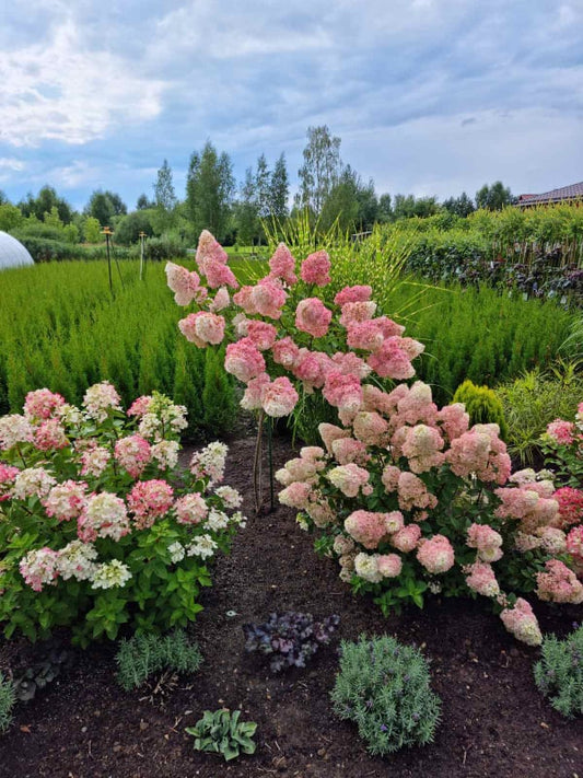 Stiebinė šluotelinė hortenzija (Hydrangea paniculata) 'Vanille Fraise' Pa