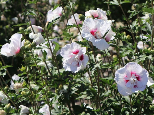 Kinrožė sirinė (Hibiscus syriacus) 'China Chiffon'