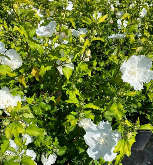 Kinrožė sirinė (Hibiscus syriacus) 'White Chiffon'