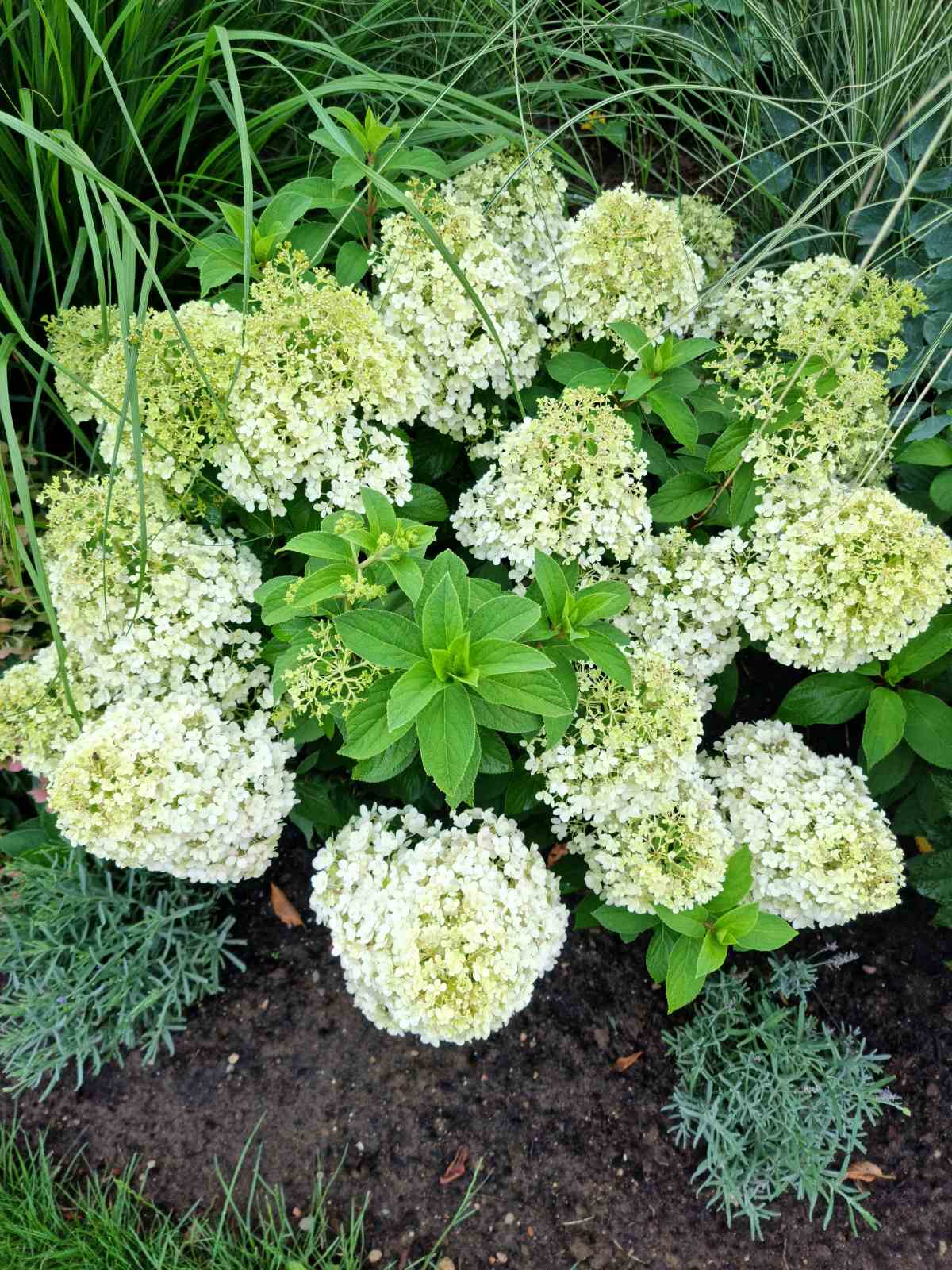 Stiebinė šluotelinė hortenzija (Hydrangea paniculata) 'Bobo' Pa ...