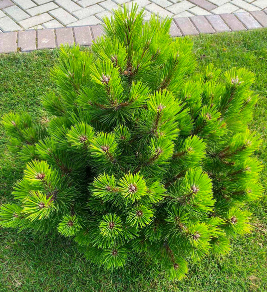 Pušis juodoji (Pinus nigra) 'Helga'