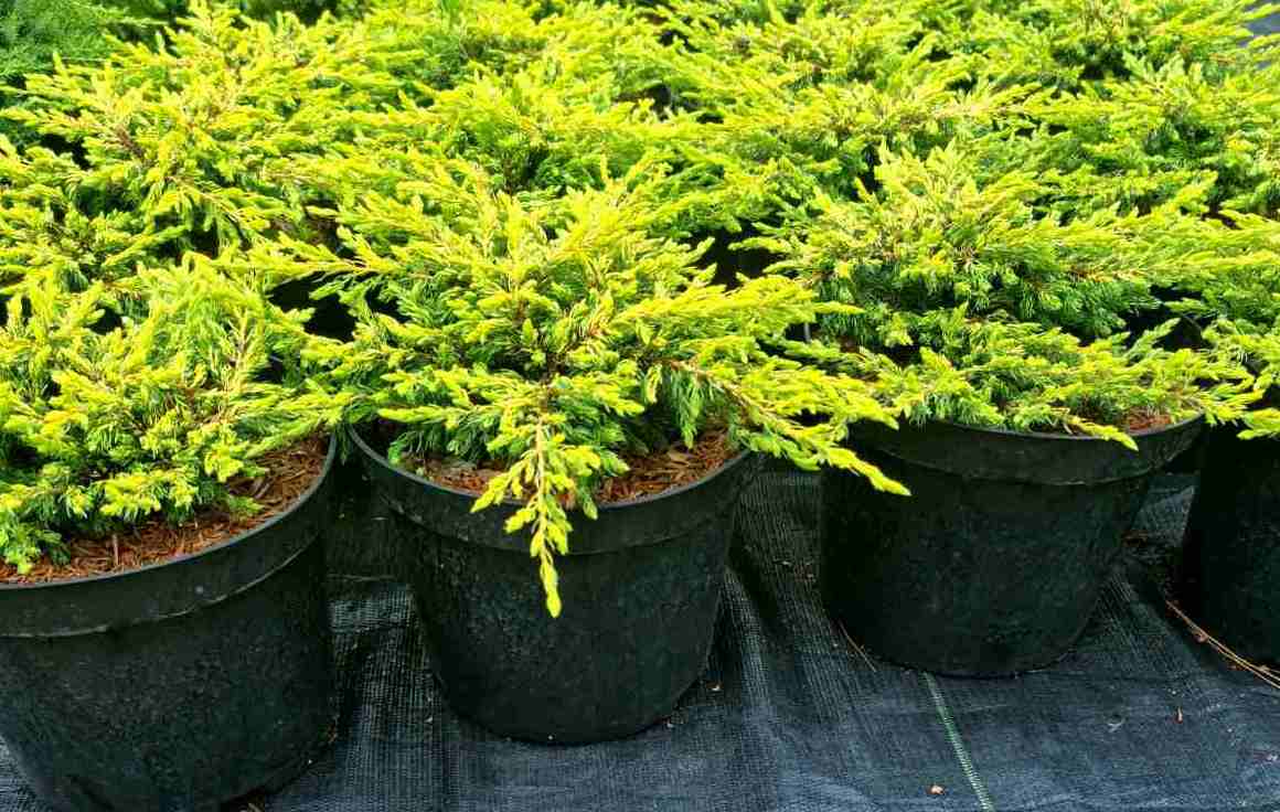 Kadagys paprastasis (Juniperus communis) 'Goldschatz'