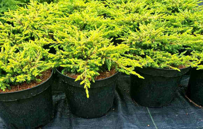 Kadagys paprastasis (Juniperus communis) 'Goldschatz'