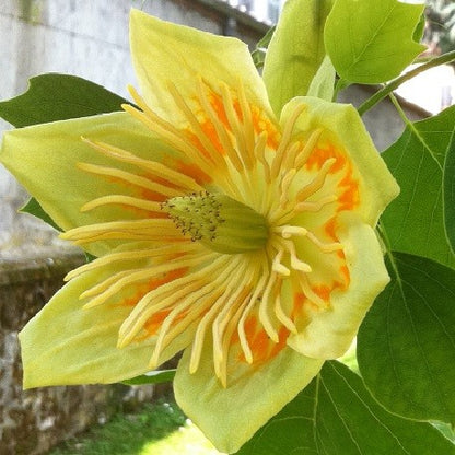Tulpmedis gelsvažiedis (Liriodendron tulipifera)
