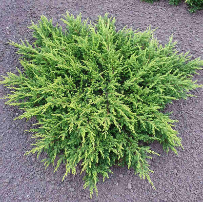 Kadagys paprastasis (Juniperus communis) 'Goldschatz'