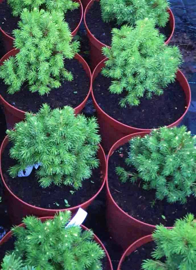 Eglė baltoji (Picea glauca) 'Alberta Globe'