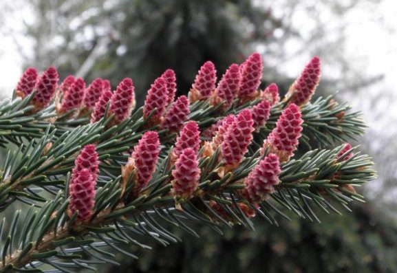 Eglė serbinė (Picea omorika) ‘Pendula Bruns’