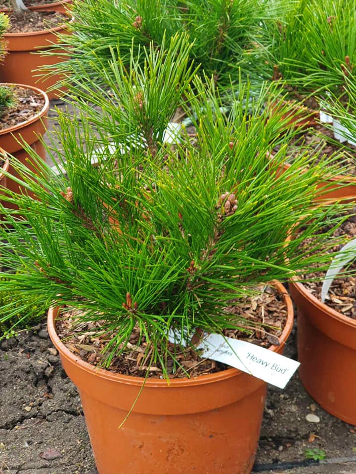 Pušis gausiažiedė (Pinus densiflora) 'Heavy Bud'