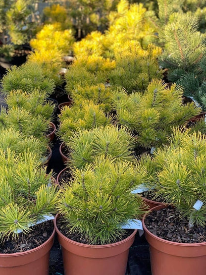 Pušis kalninė (Pinus mugo) 'Golden Glow'