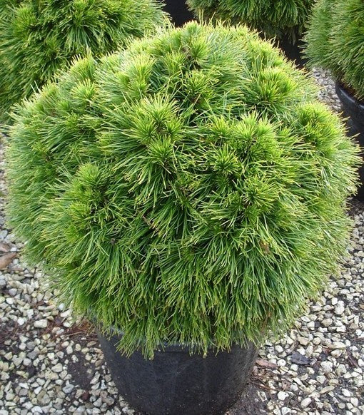 Pušis juodoji (Pinus nigra) 'Spielberg'
