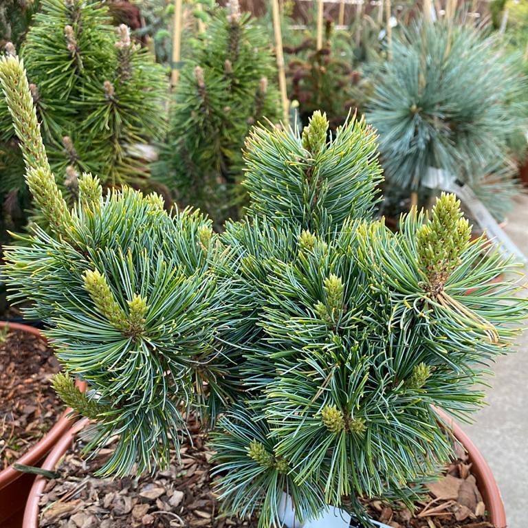 Pušis smulkiažiedė (Pinus parviflora) 'Shizukagoten'