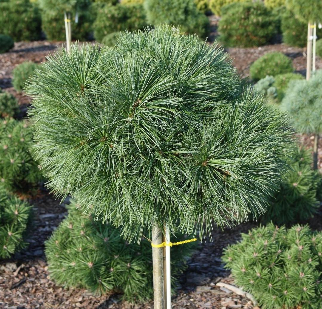 Pušis veimutinė (Pinus strobus) 'Greg' Pa