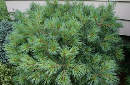Pušis veimutinė (Pinus strobus) 'Macopin'