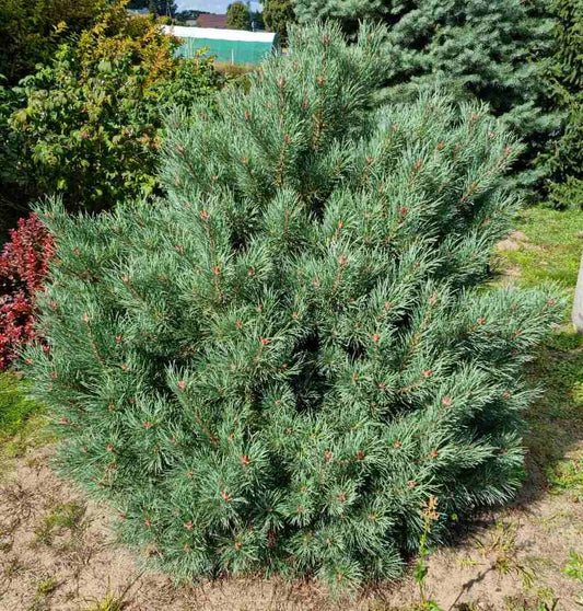 Pušis paprastoji (Pinus sylvestris) 'Chantry Blue'