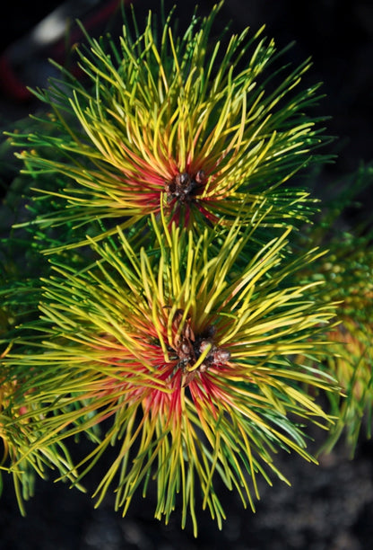 Pušis kablelinė (Pinus uncinata) 'Tukan'