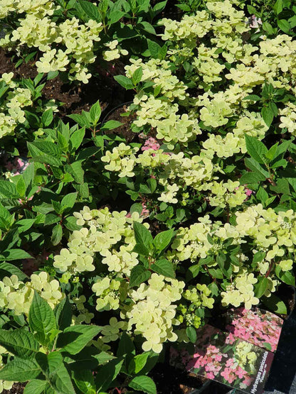 Hortenzija šluotelinė (Hydrangea paniculata) 'Polestar'