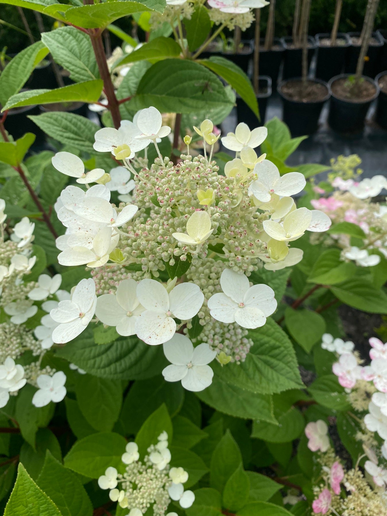 Hortenzija šluotelinė (Hydrangea paniculata) 'Polestar'