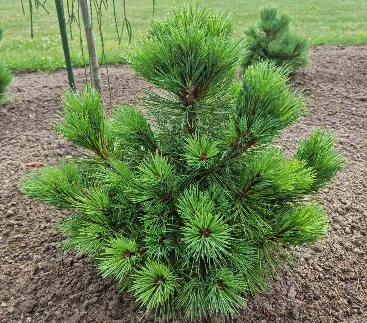 Pušis lanksčioji  (Pinus flexilis) 'Navajo'