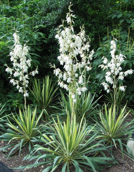 Juka pluoštinė (Yucca filamentosa) 'Golden Sword'