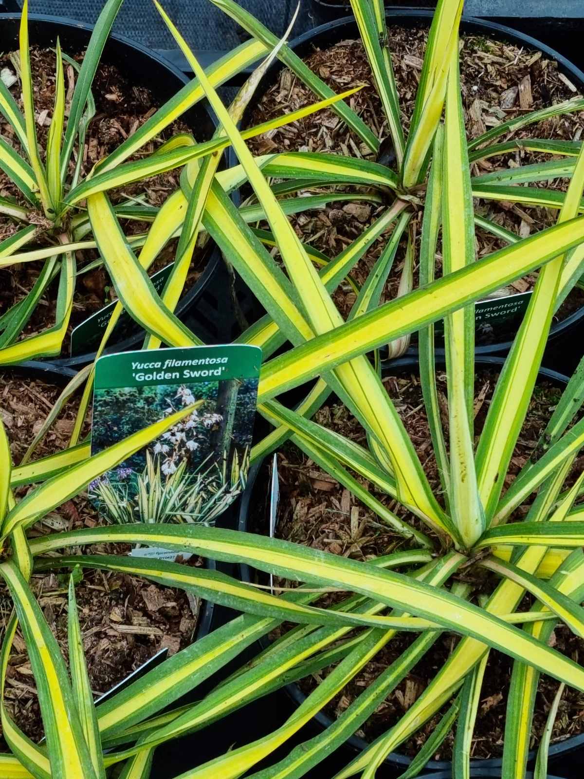 Juka pluoštinė (Yucca filamentosa) 'Golden Sword'