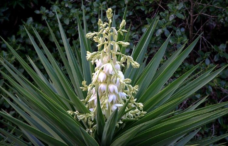 Juka pluoštinė (Yucca filamentosa) 'Golden Sword'