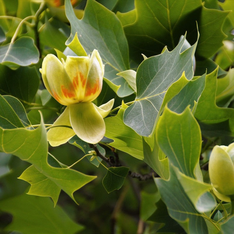 Tulpmedis gelsvažiedis (Liriodendron tulipifera)
