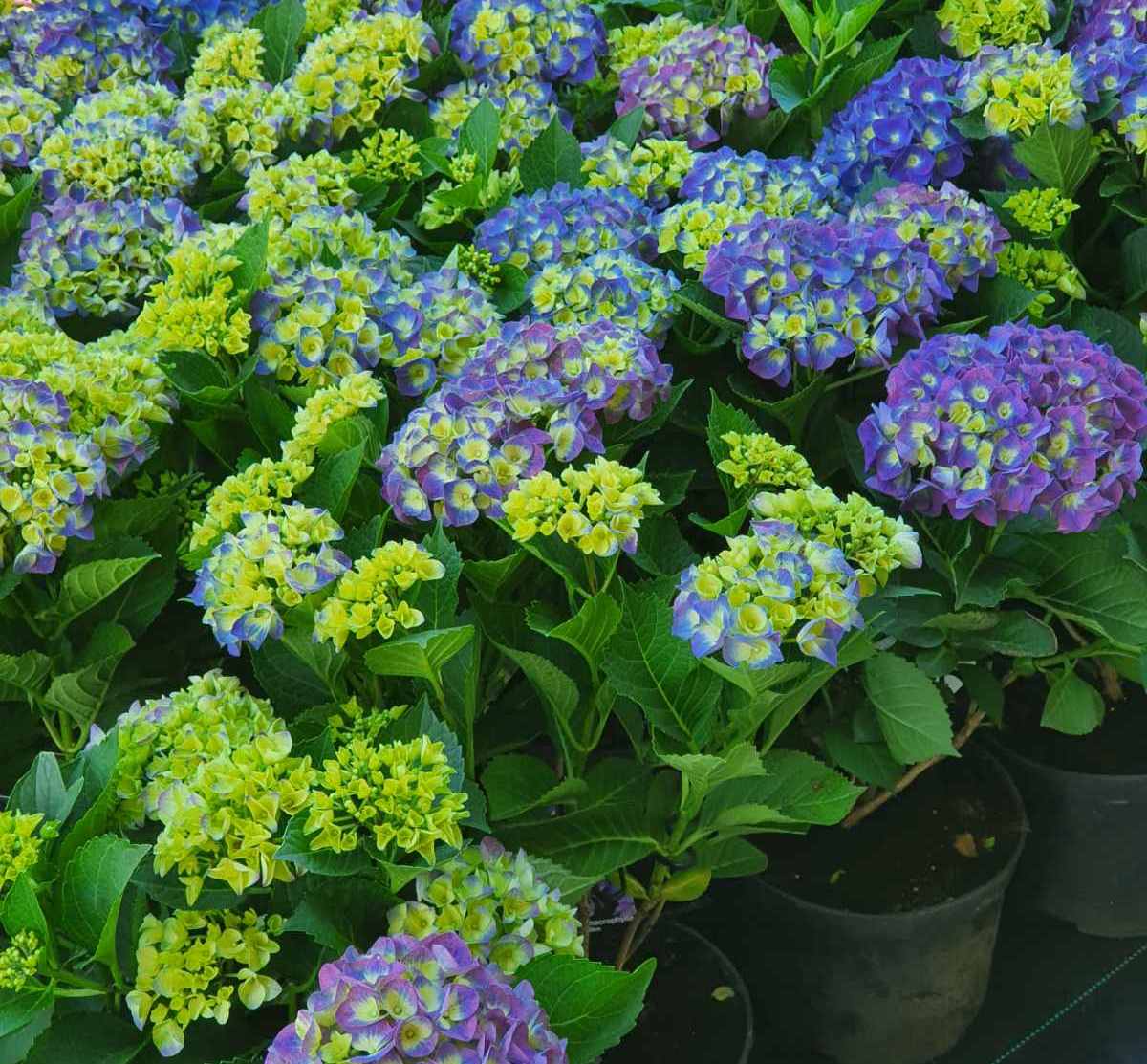 Hortenzija didžialapė (Hydrangea macrophylla) 'Jip Blue'
