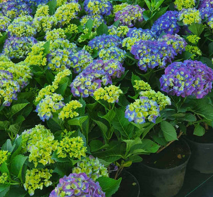Hortenzija didžialapė (Hydrangea macrophylla) 'Jip Blue'