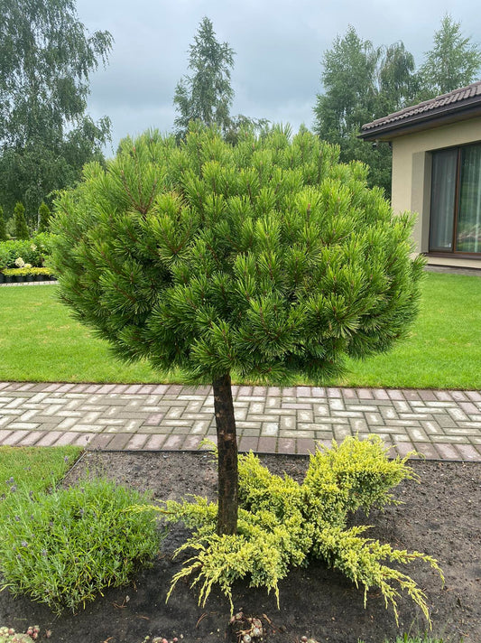 Pušis kalninė (Pinus mugo) 'Winter Gold' Pa