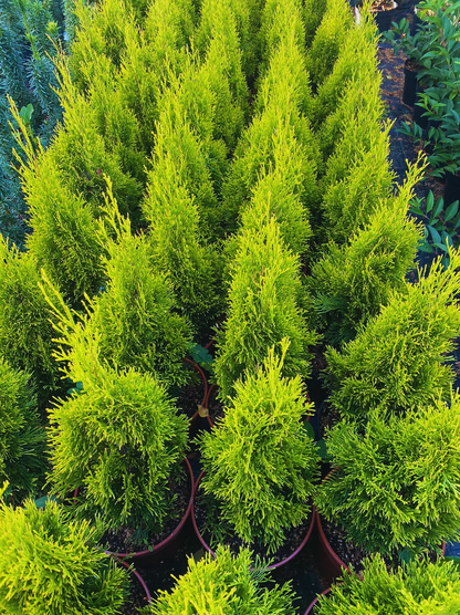 Tuja vakarinė (Thuja occidentalis) 'Golden Smaragd'