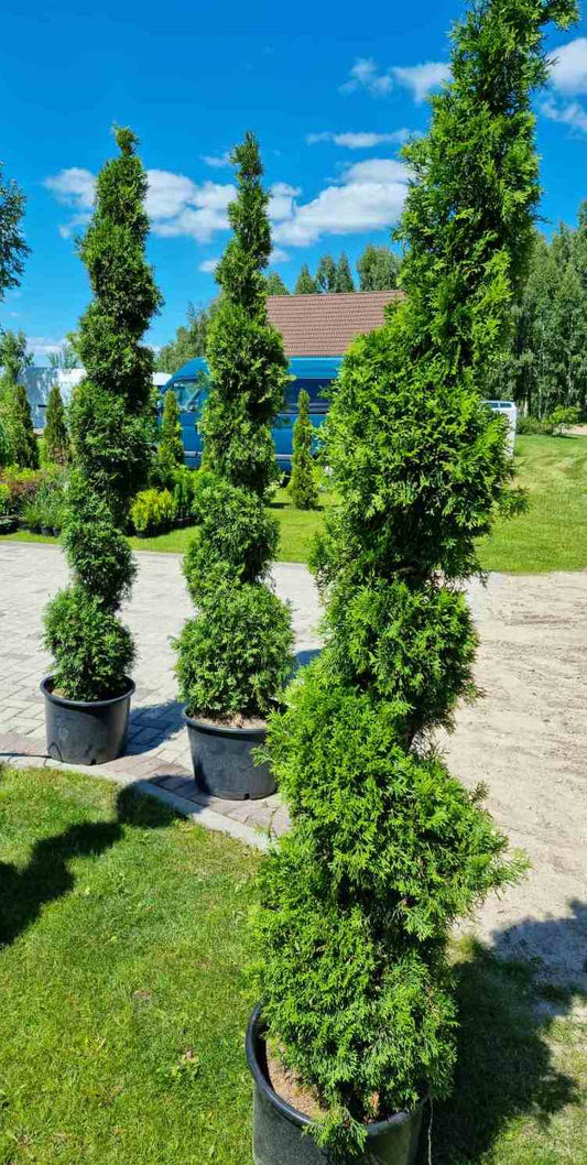 Tuja vakarinė (Thuja occidentalis) 'Smaragd Spirala'