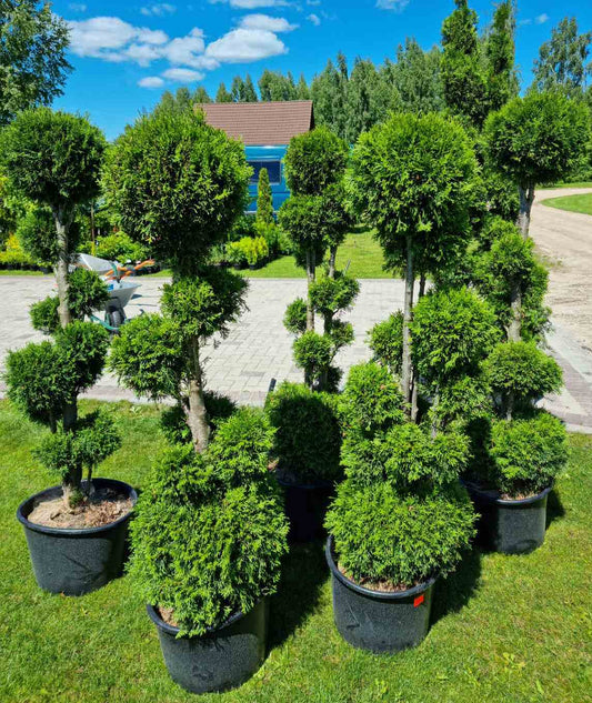 Tuja vakarinė (Thuja occidentalis) 'Pom Pom'