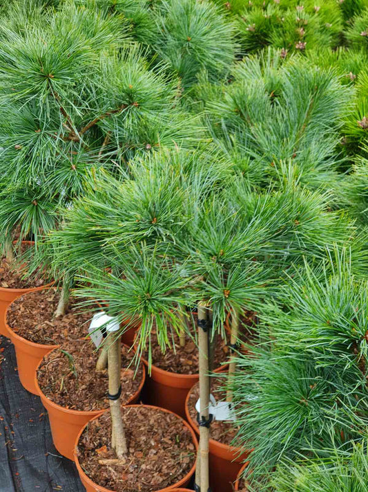 Pušis gausiažiedė (Pinus densiflora) 'Low Glow' Pa